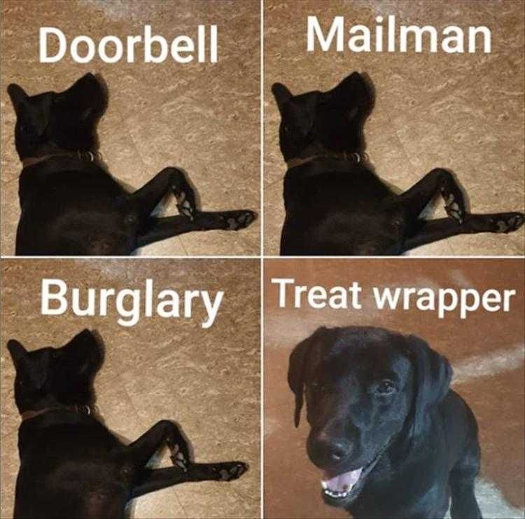 Cute Pet Memes Guard Dog Not My Job...