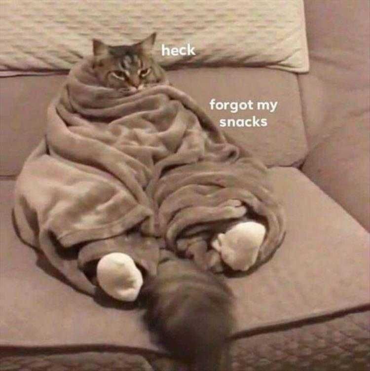 Cute Pet Memes Didn'T Think This One Through