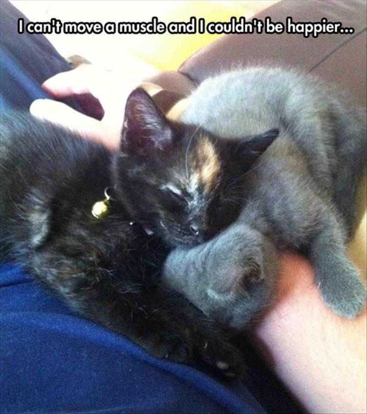 Cute Pet Memes Cuteness Defined