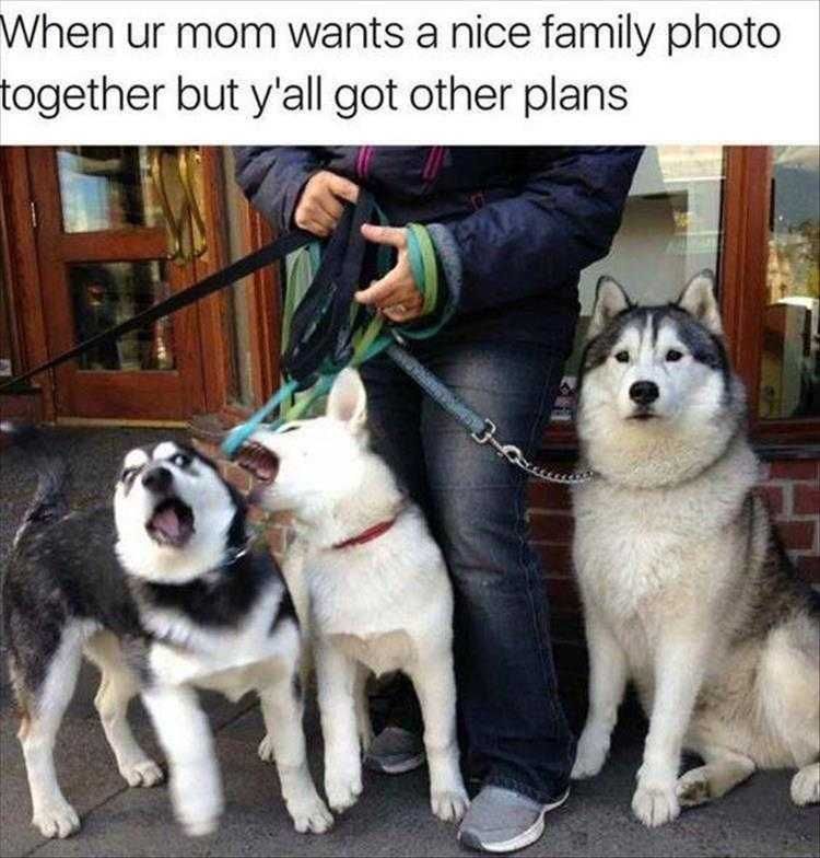 Cute Pet Memes Family Photo Fails