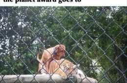 Cute Animal Pics  Tiger King