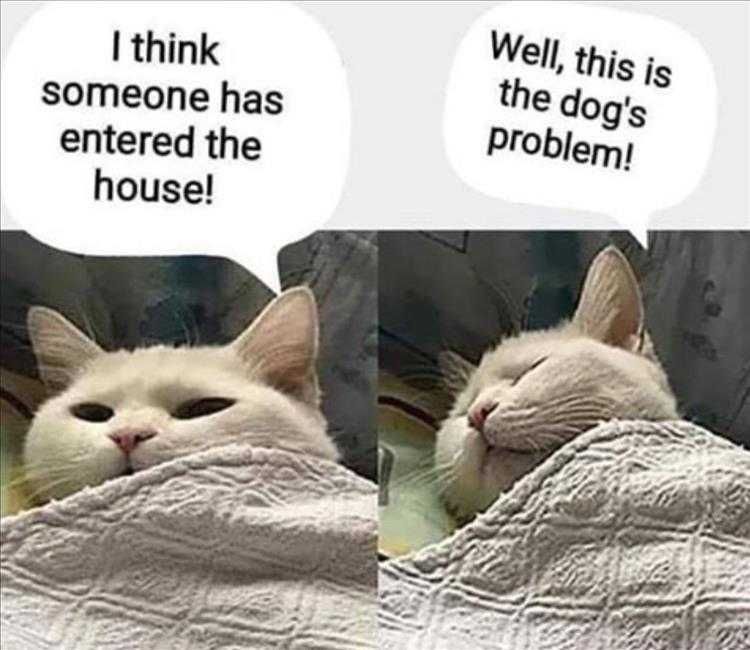 Top 25 Funny Animal Memes Of The Day 5Fe4Acd8A10D8