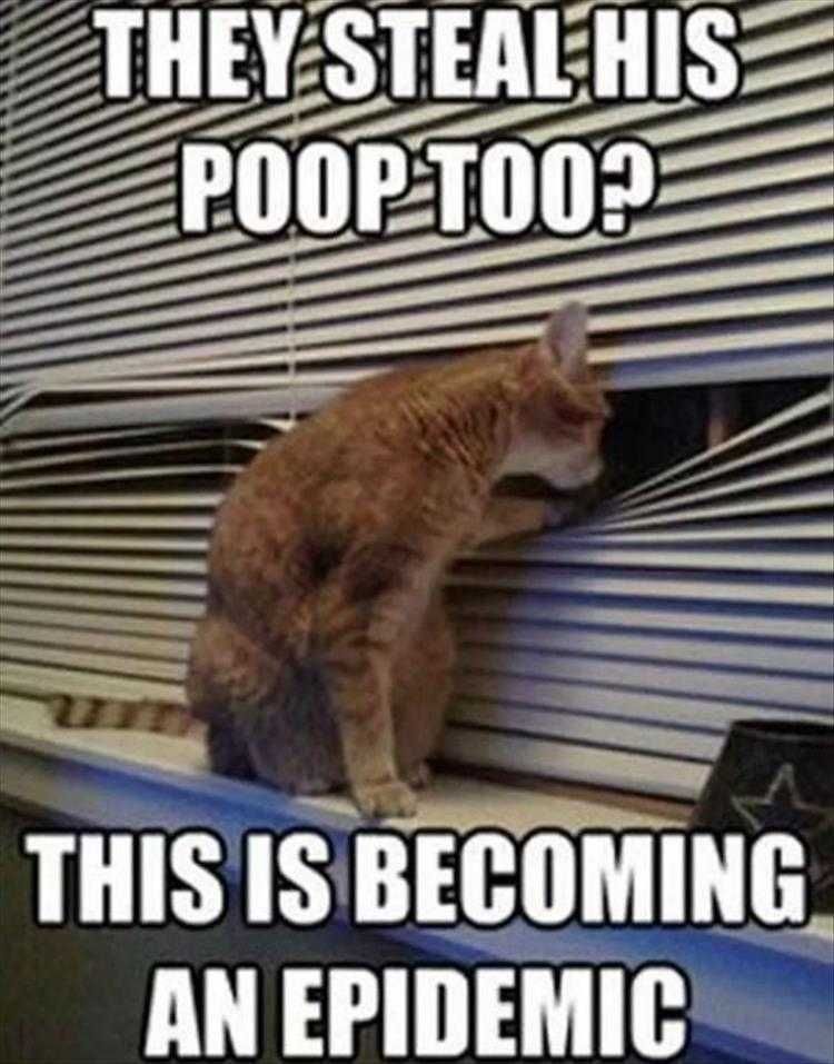 Top 25 Funny Animal Memes Of The Day 5Fe4Acd912A18