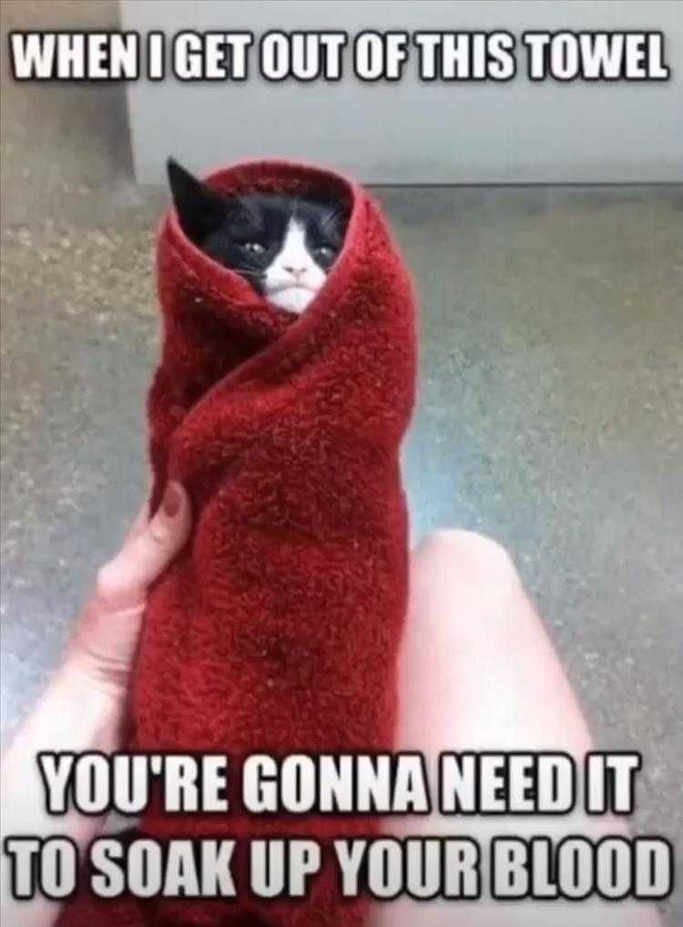 Top 25 Funny Animal Memes Of The Day 5Fe4Acd99Cd92