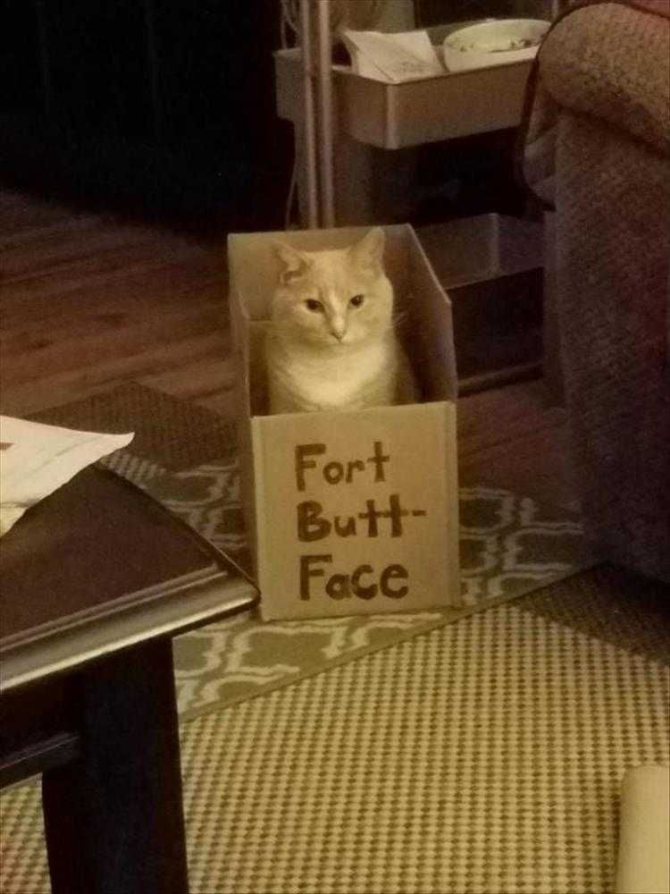 Top 25 Funny Animal Memes Of The Day 5Fe4Acda1Eaa1