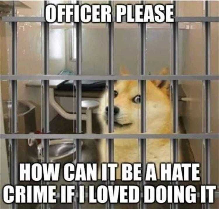 Top 25 Funny Animal Memes Of The Day 5Fe4Acdaf028D