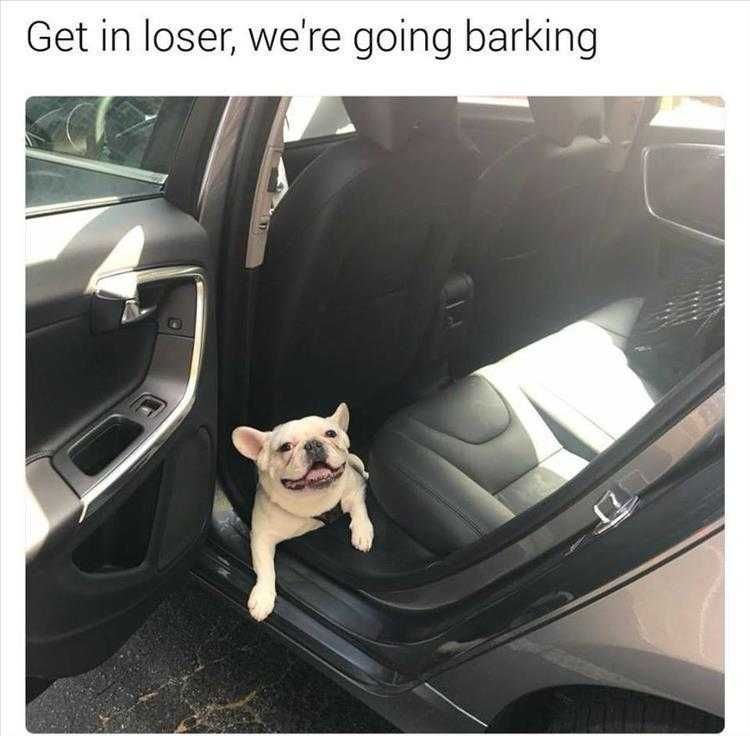 Top 25 Funny Animal Memes Of The Day 5Fe4Acdbbf802