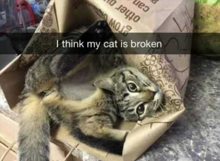 Top 25 Funny Animal Memes Of The Day 5Fe4Acdc3319C