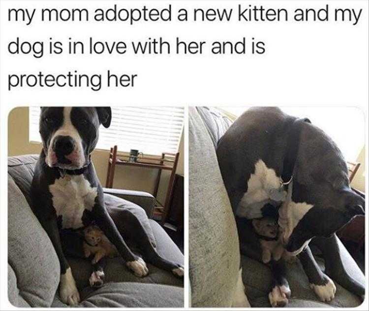 Top 25 Funny Animal Memes Of The Day 5Fe4Acde3401E