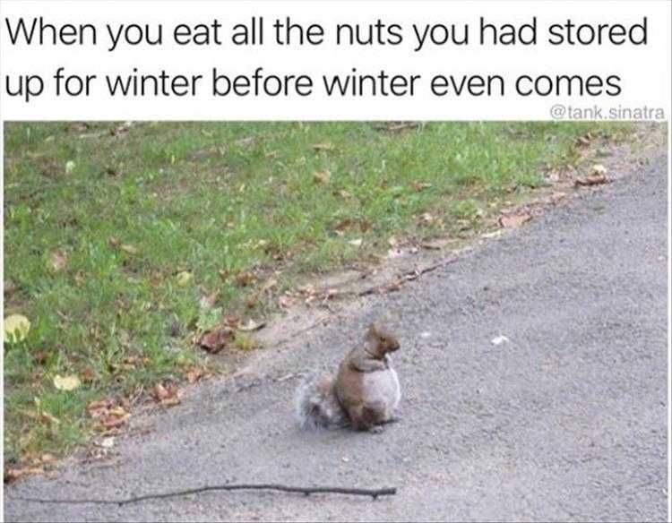 Top 25 Funny Animal Memes Of The Day 5Fe4Acdf6Fb5B