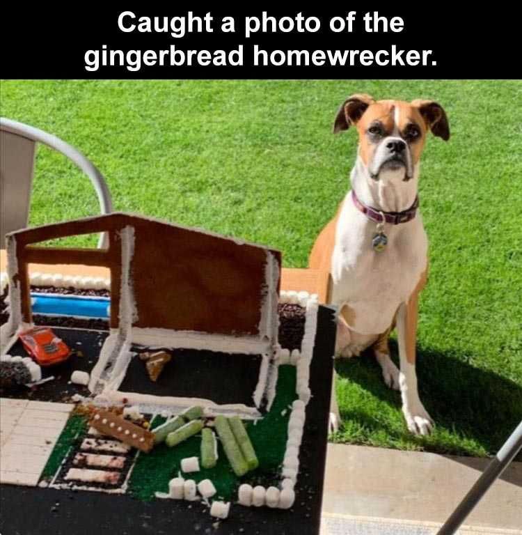 Funny Pet Memes With Captions Gingerbread Homewrecker