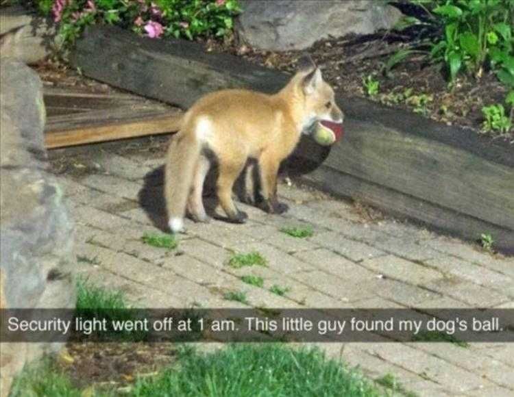 Funny Pet Memes With Captions Foxy Visitor