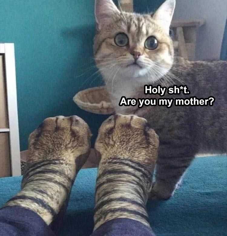 Funny Pet Memes With Captions Socks To Confuse Your Cat
