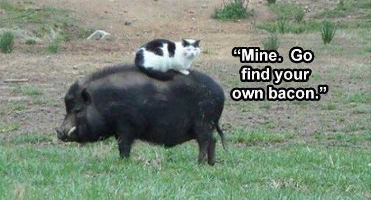 Funny Pet Memes With Captions Found Breakfast