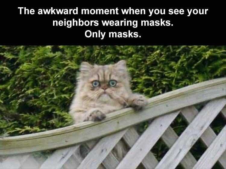 Funny Cat Memes With Captions Can'T Unsee...