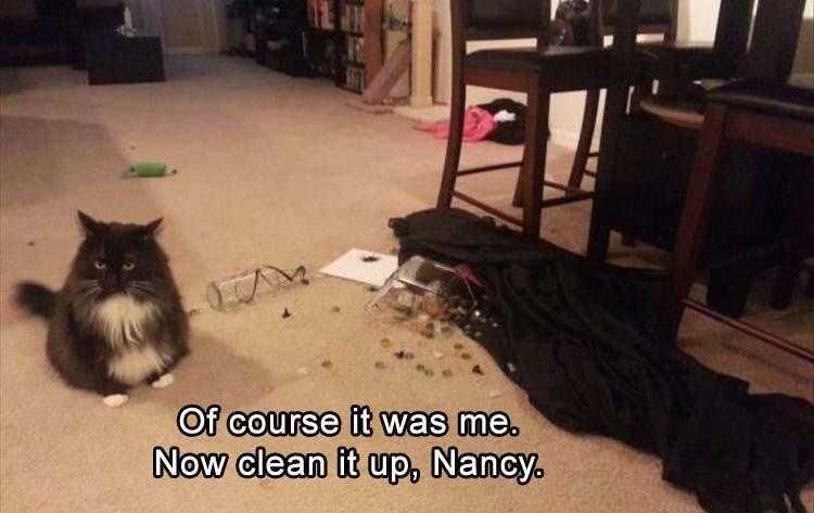 Funny Pet Memes With Captions Not Ashamed