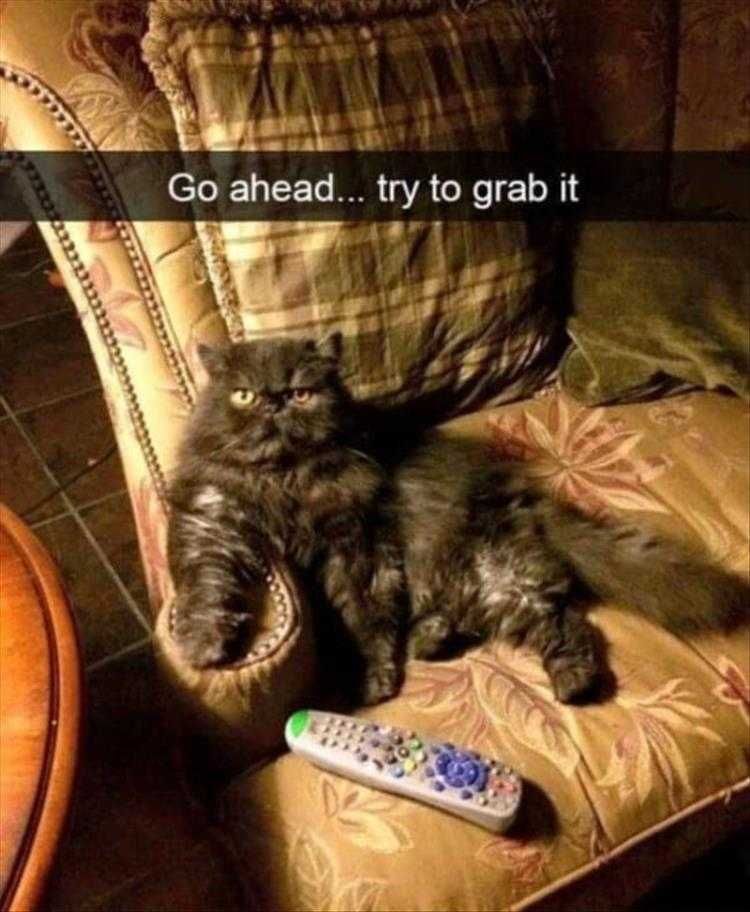 Funny Cat Memes With Captions