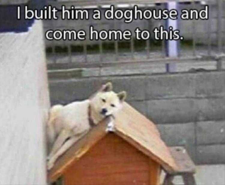 Funny Pet Memes With Captions Wasted Effort