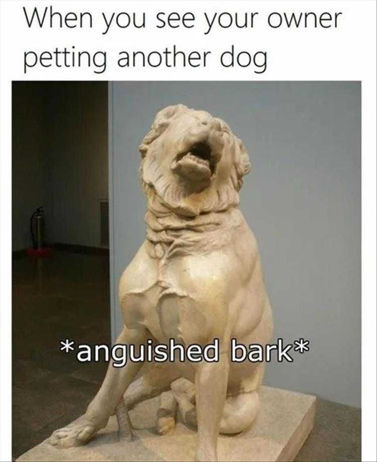 Funny Pet Memes With Captions Jealousy Captured