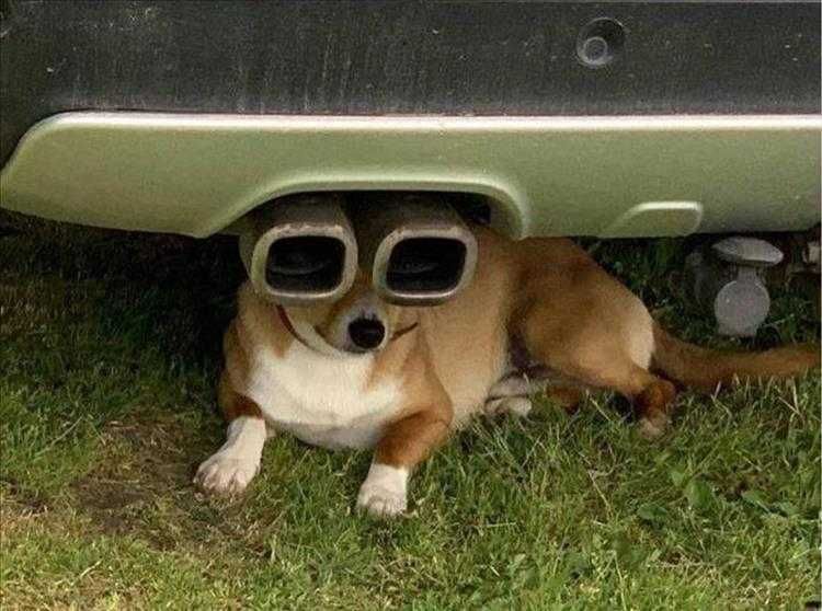 Funny Pet Memes With Captions Exhaustingly Cool