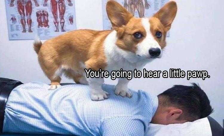 Funny Pet Memes With Captions Dog Massage