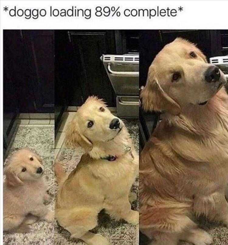 Funny Pet Memes With Captions Almost Done