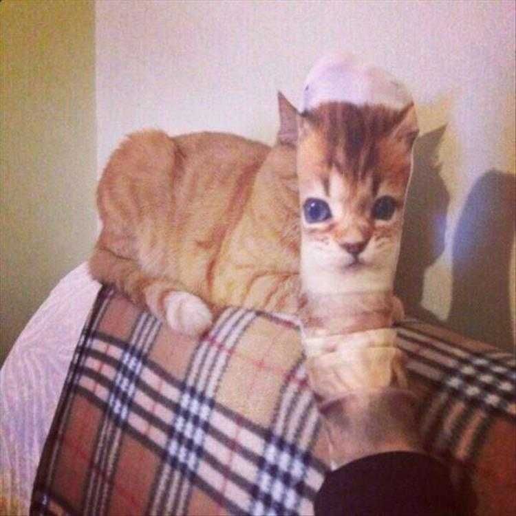 Funny Pet Memes With Captions Photo Sock