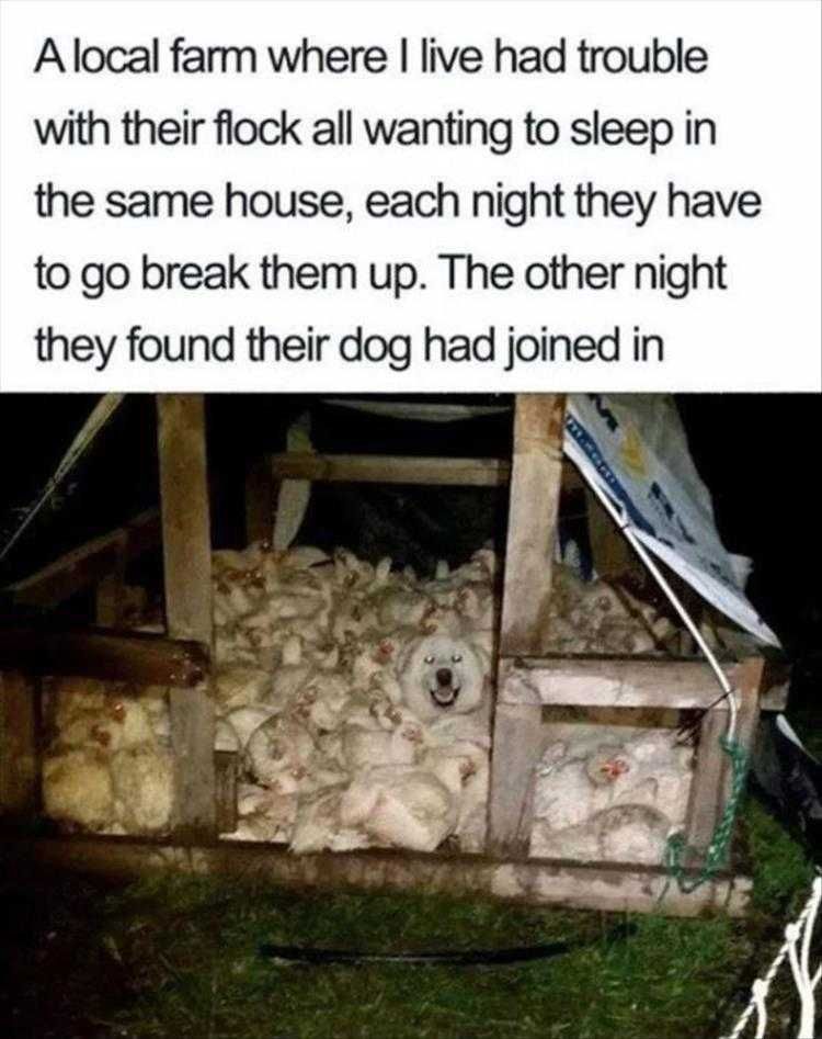 Funny Pet Memes With Captions Hen House Party