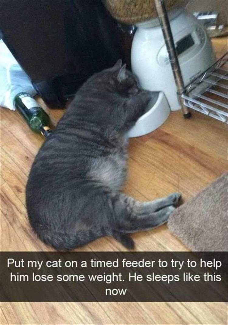 Funny Pet Memes With Captions Waiting For Feeding Time
