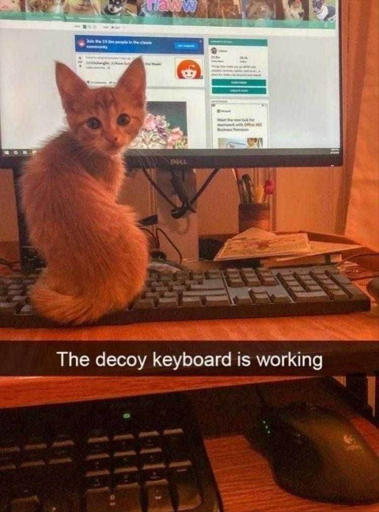 Funny Pet Memes With Captions Decoy Keyboard