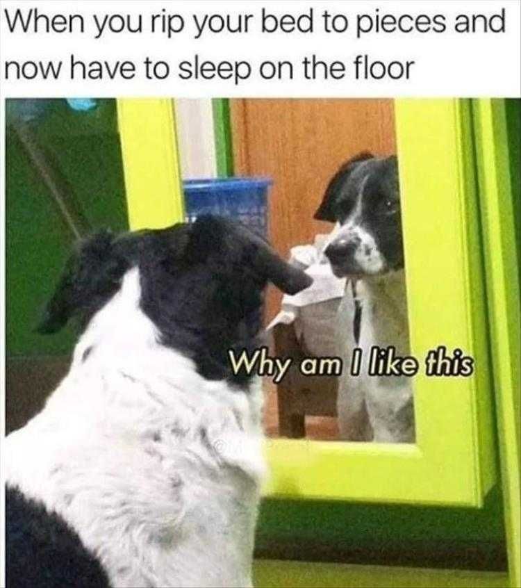 Funny Pet Memes With Captions Remorse