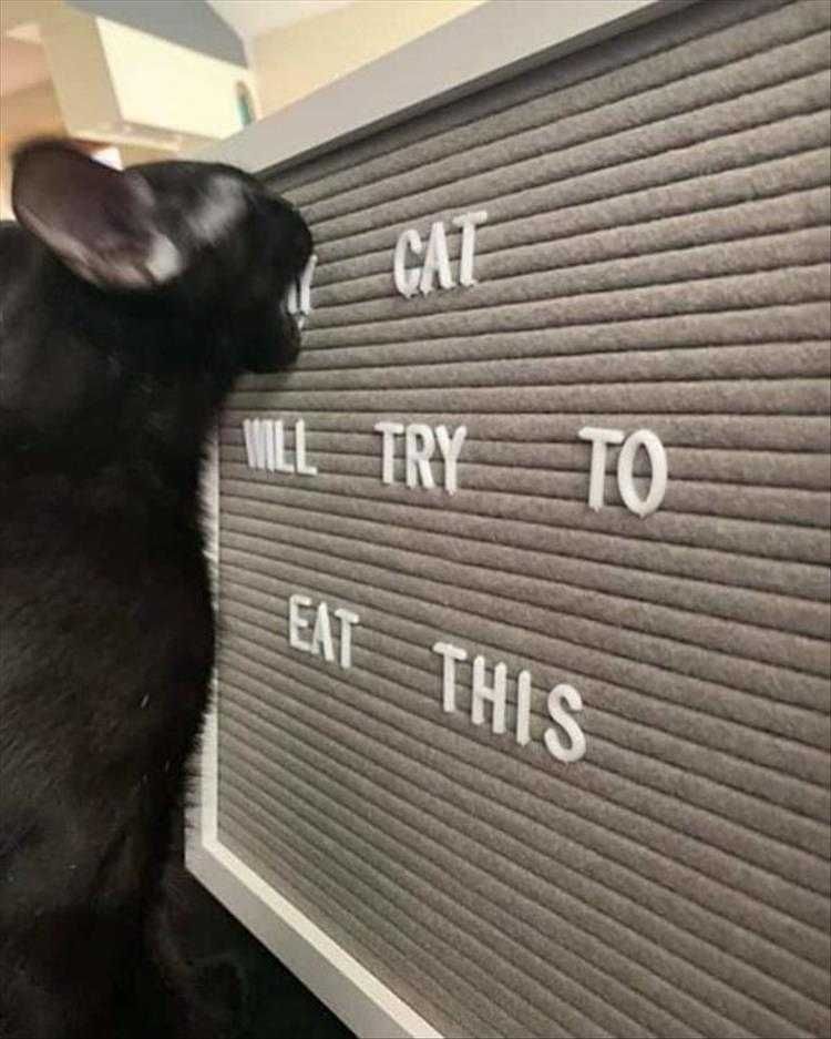 Funny Pet Memes With Captions Prophetic Letter Board