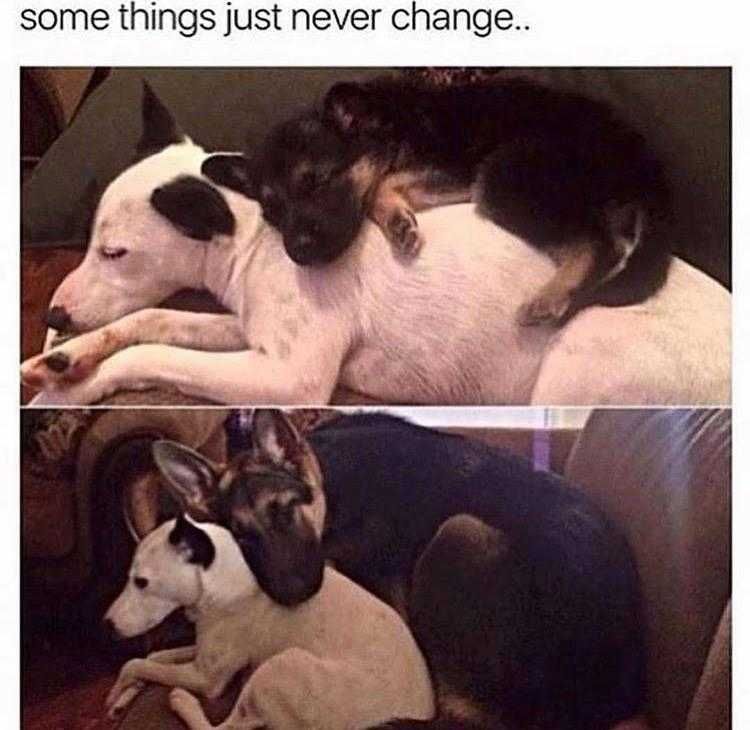Funny Pet Memes With Captions Creatures Of Habit