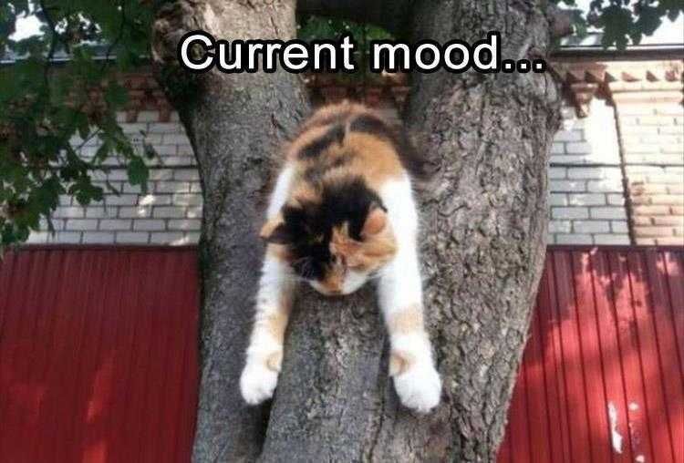 Top 23 Funny Pet Pics Of The Day Mood