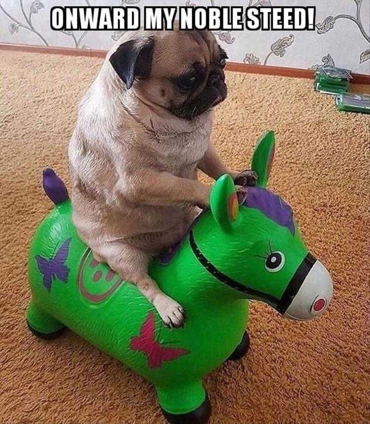 Top 23 Funny Pet Pics Of The Day Pug Quioxte!