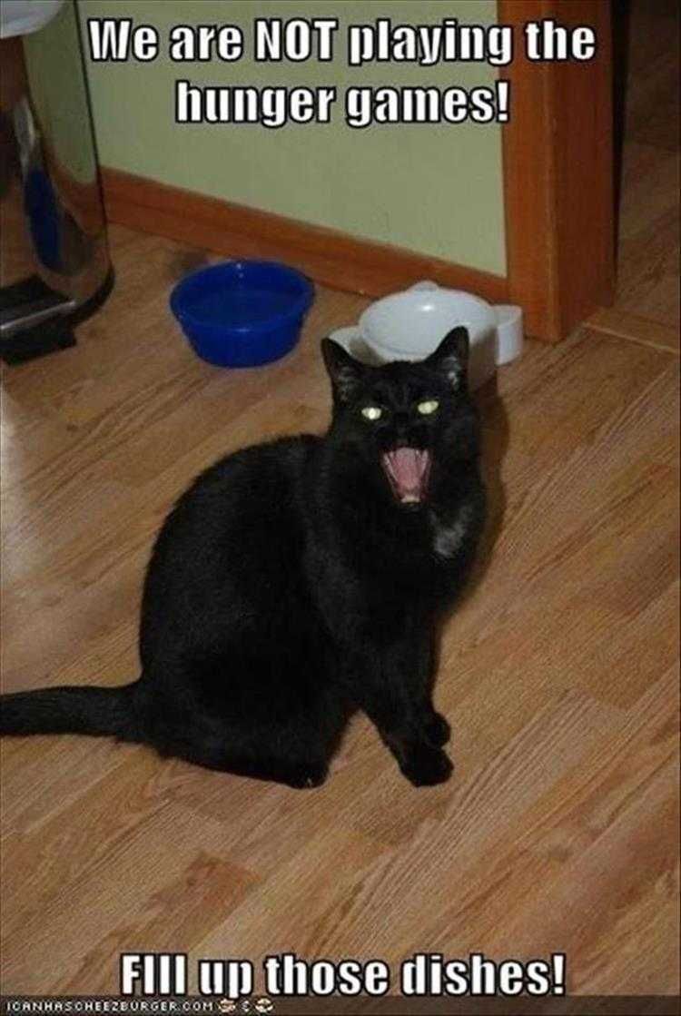 Top 23 Funny Pet Pics Of The Day Hunger Games