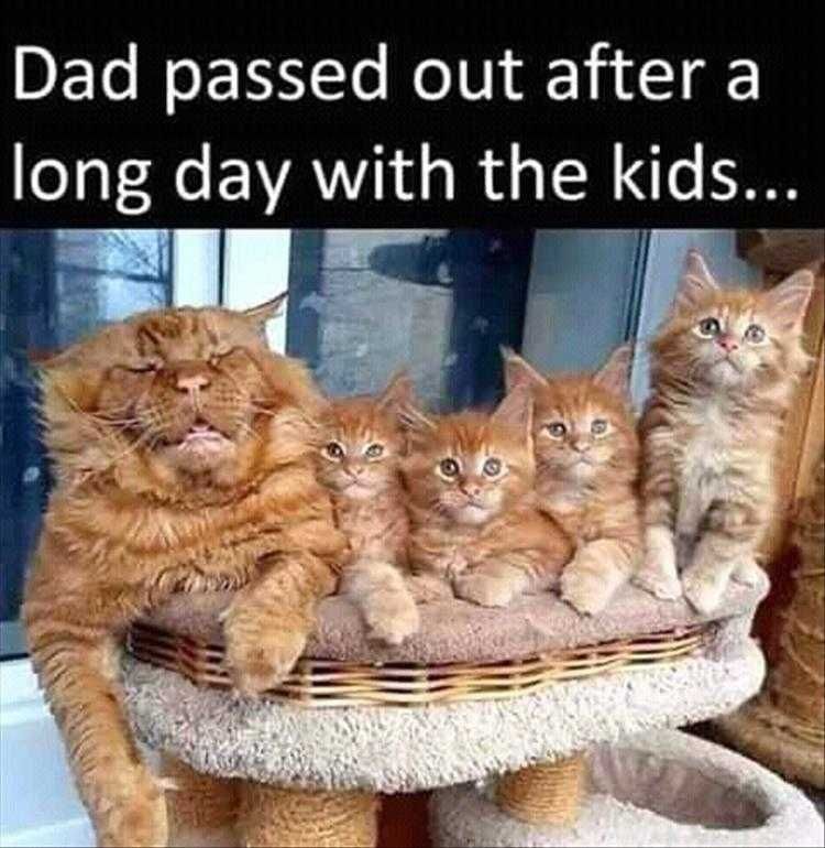 Top 23 Funny Pet Pics Of The Day Dad Day