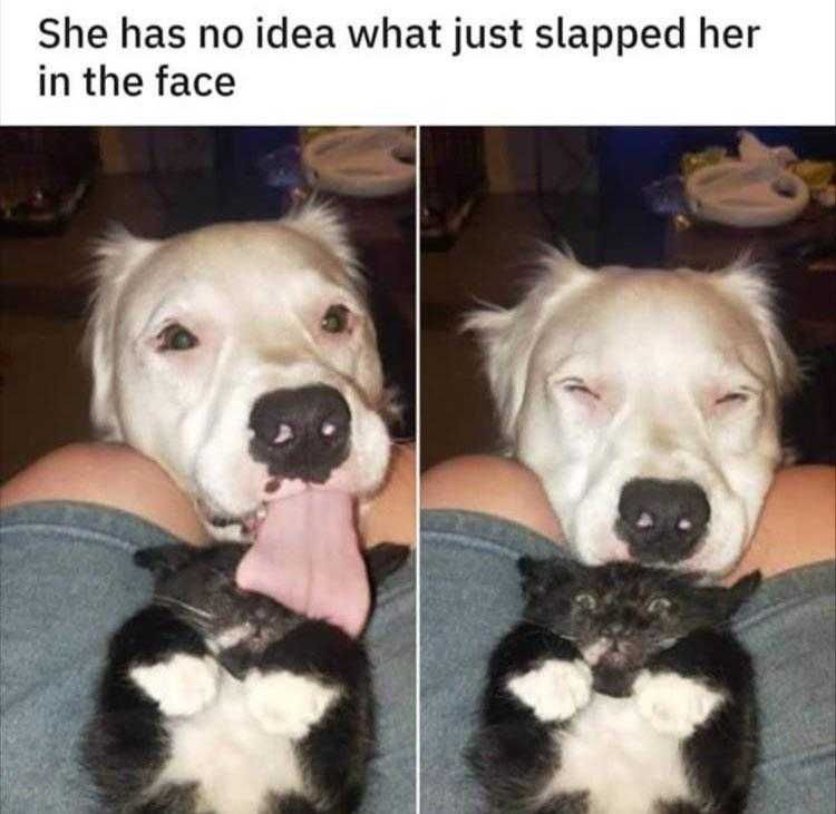 Top 23 Funny Pet Pics Of The Day Tongue Slap