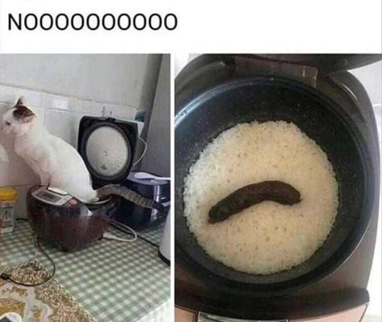 Top 23 Funny Pet Pics Of The Day Something'S Cookin'!