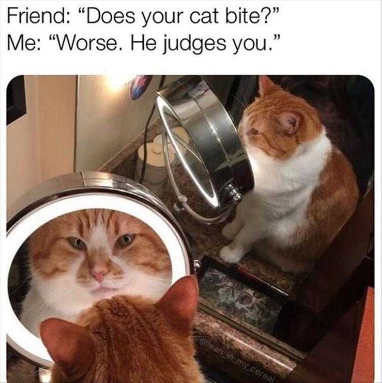 Top 23 Funny Pet Pics Of The Day Judgy Cat