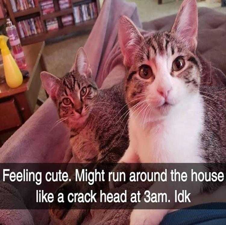 Top 23 Funny Pet Pics Of The Day Be Prepared