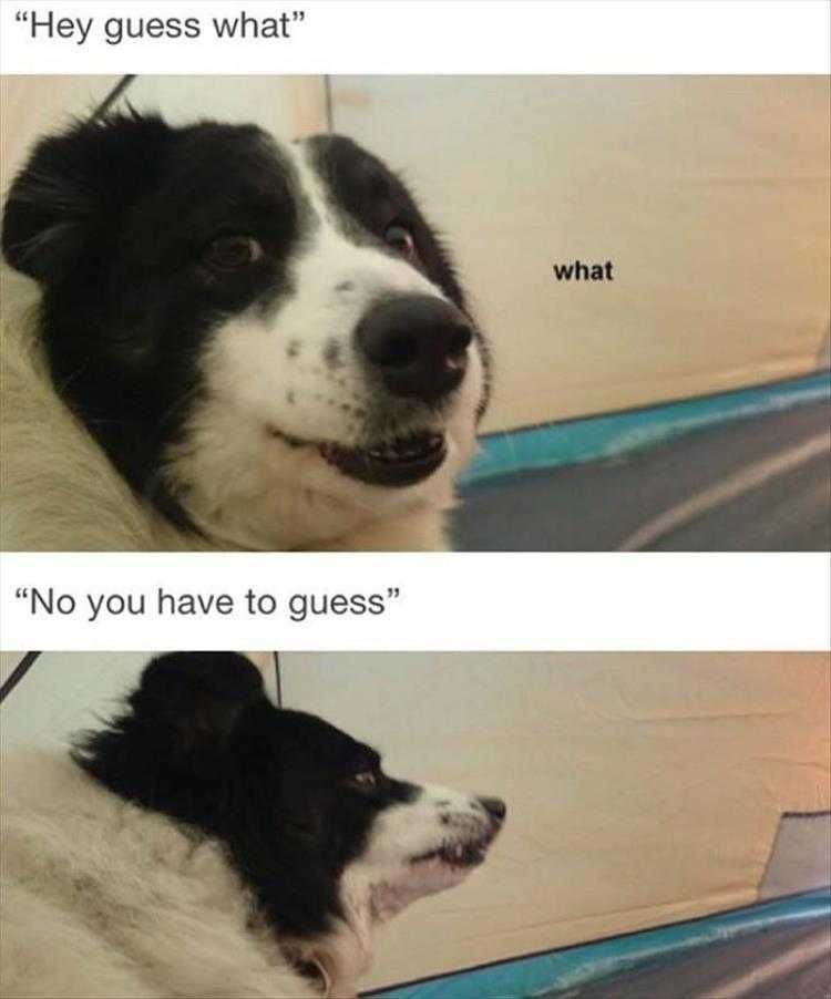 Top 23 Funny Pet Pics Of The Day Play My Game