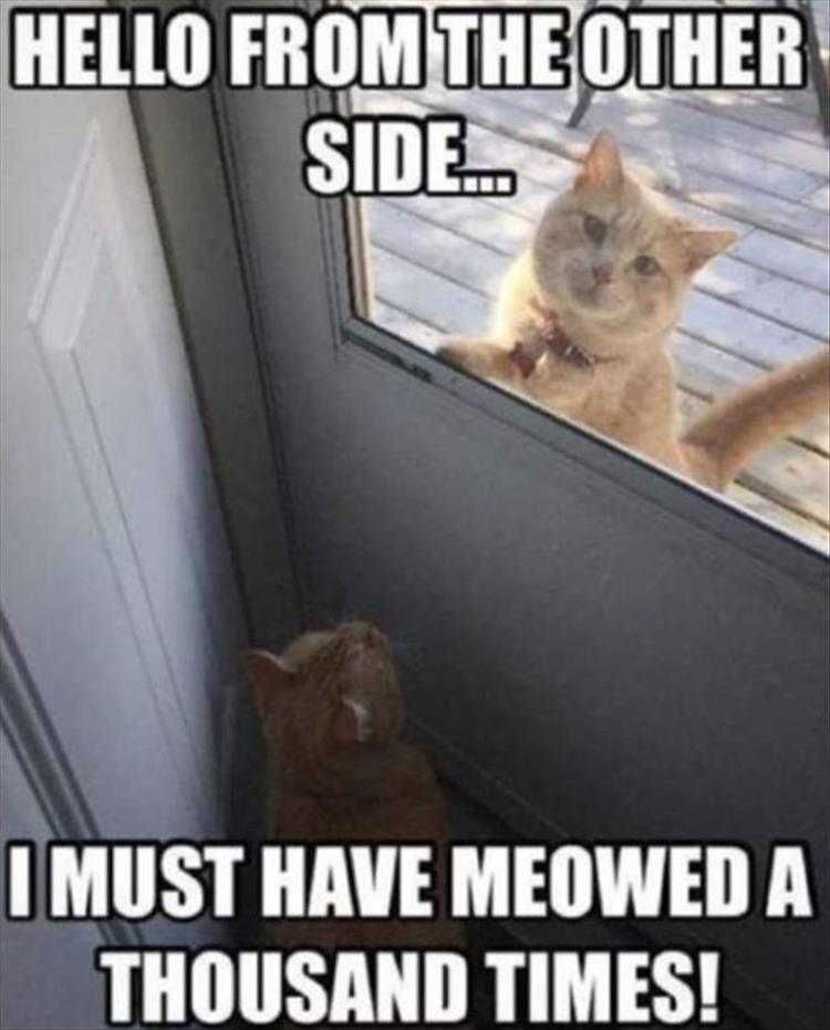 Top 23 Funny Pet Pics Of The Day Other Side
