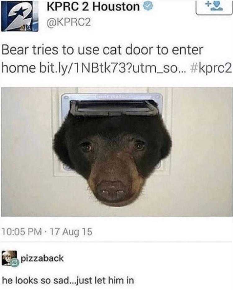 Funny Pet Pics Bearly Fits