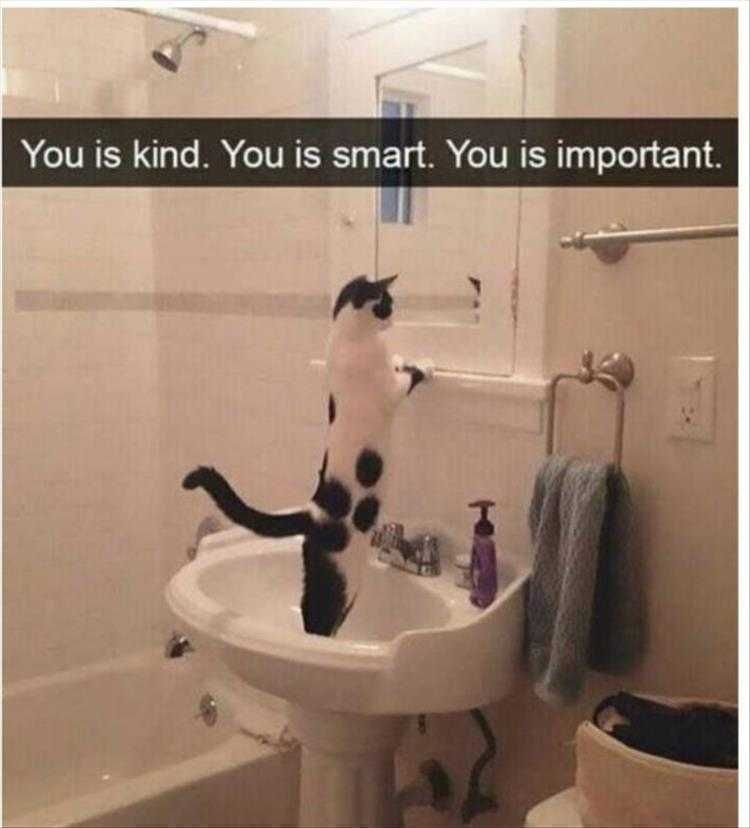 Funny Pet Pics Motivation Talk