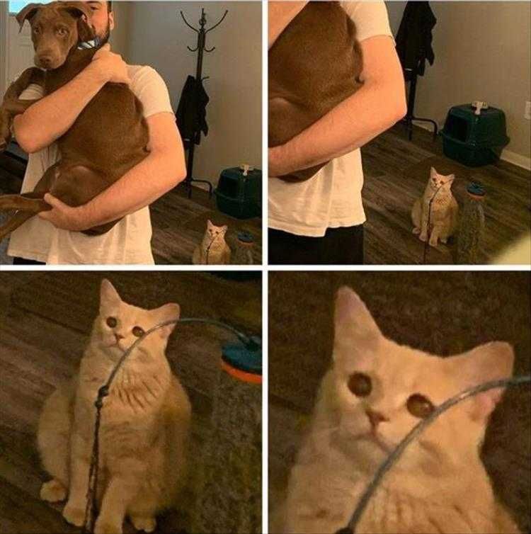 Funny Pet Pics Feeling Left Out