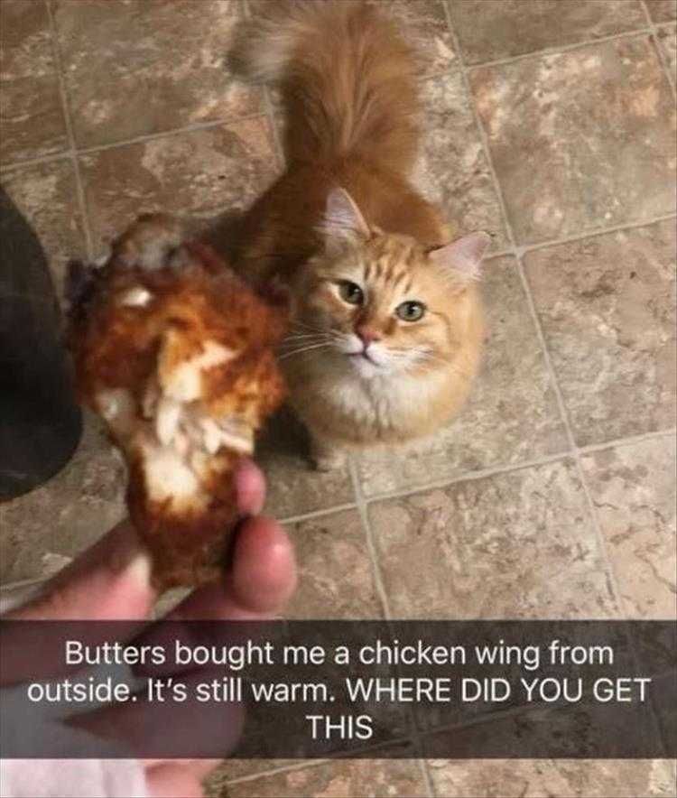 Funny Pet Pics Cat Burglar