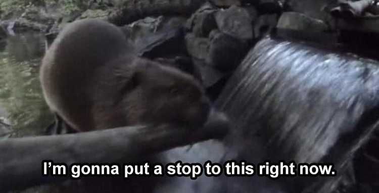 Top 28 Funny Animal Memes Of The Day_5Fc8Fd58Cd2Eb.jpeg Funny Animal Photos Funny Beaver