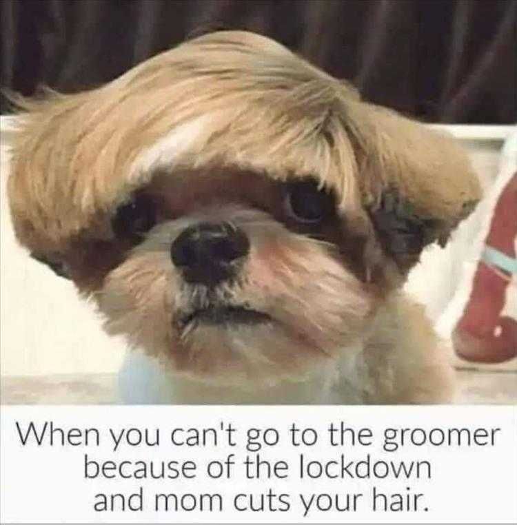 Funny Animal Photos Quarantine Hair