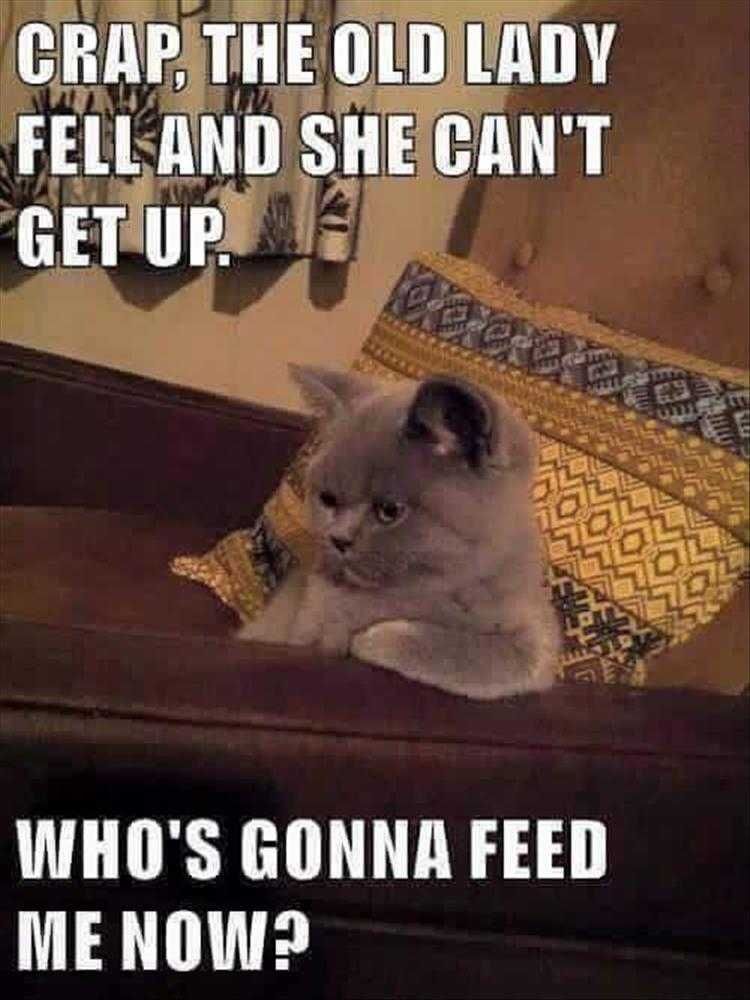 Funny Animal Photos Cat Eats Owner Story